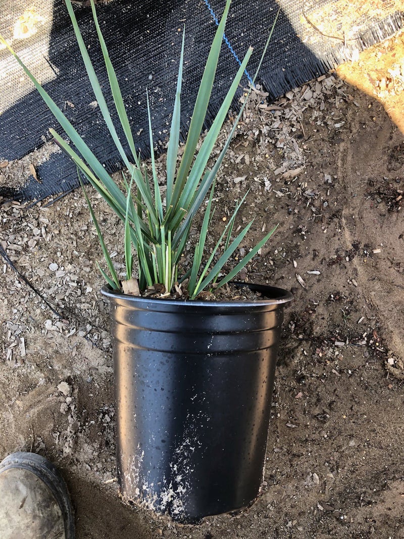 Photo for Leymus condensatus 'Canyon Prince' (Blue Lyme Grass)