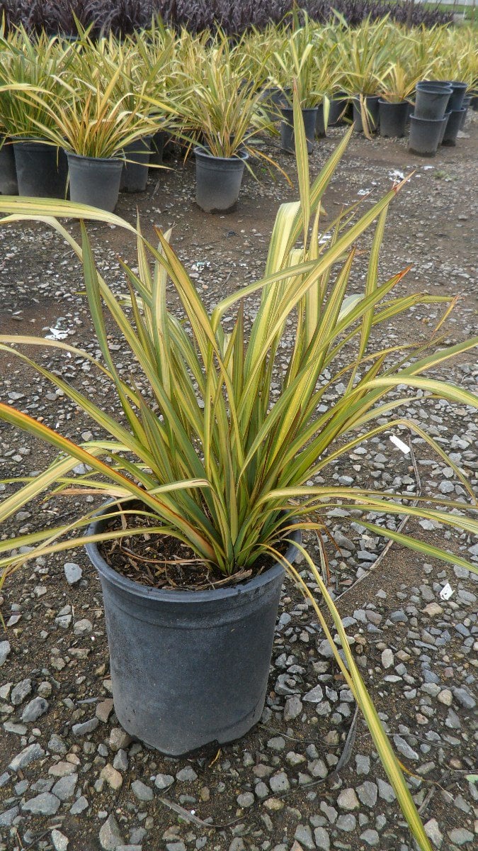 Photo for Phormium 'Apricot Queen' (Apricot Queen New Zealand Flax)