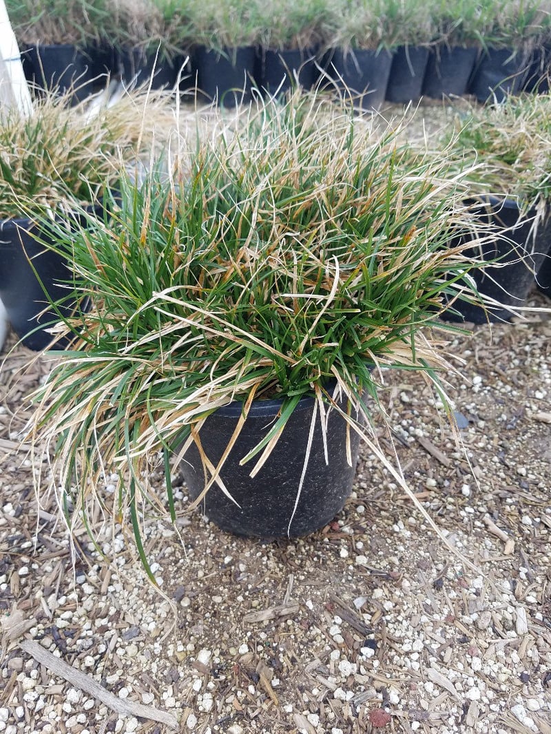 Photo for Carex tumulicola (Foothill Sedge)
