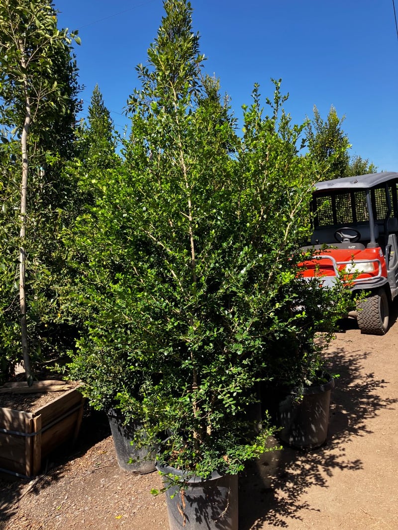 Photo for Ligustrum japonicum (Bush) (Japanese Privet)