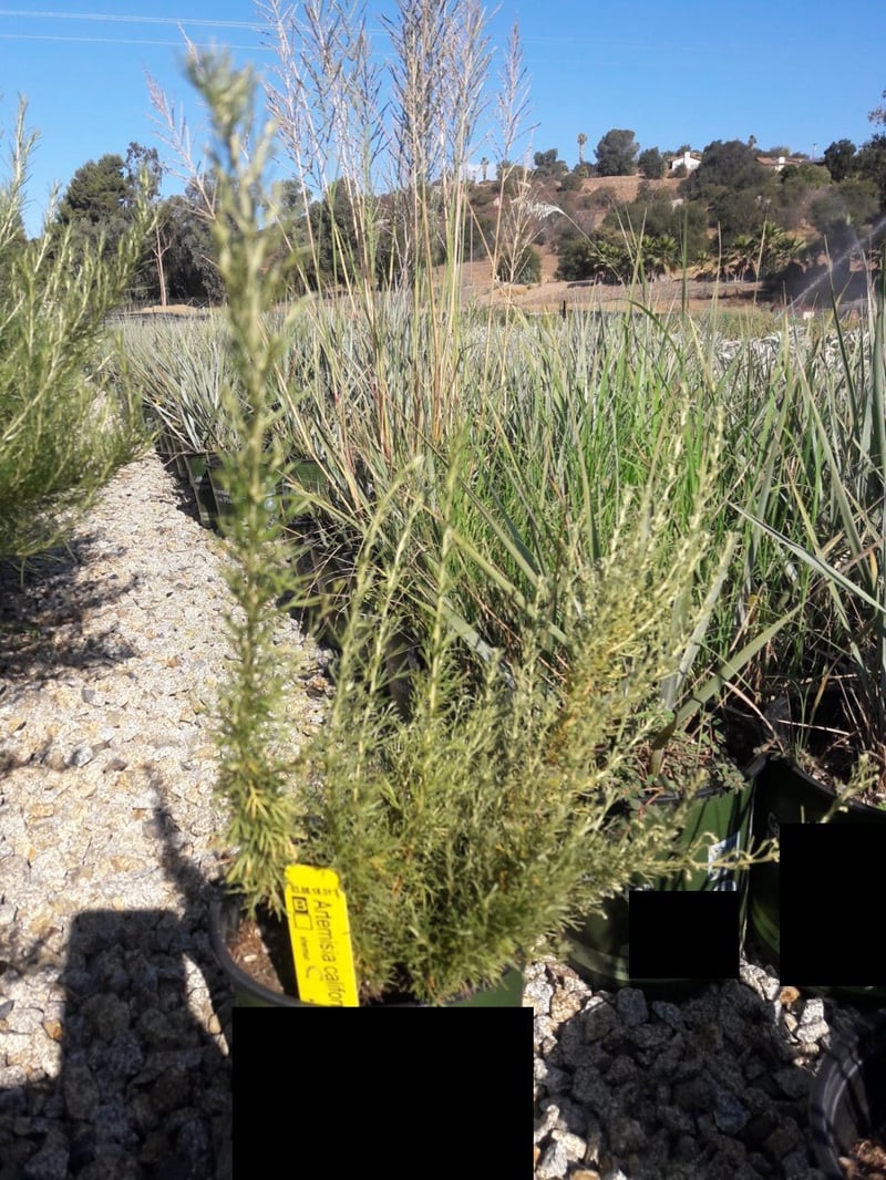 Photo for Artemisia californica (California Sagebrush)