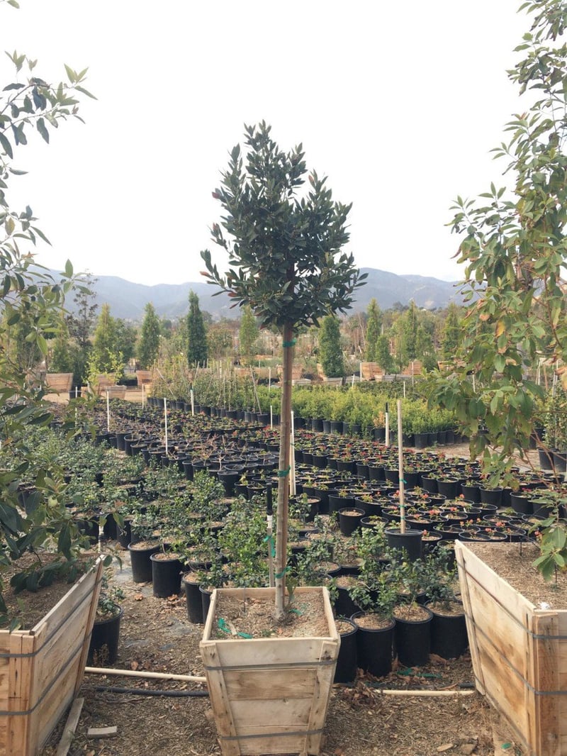 Photo for Laurus nobilis (Standard) (Sweet bay)