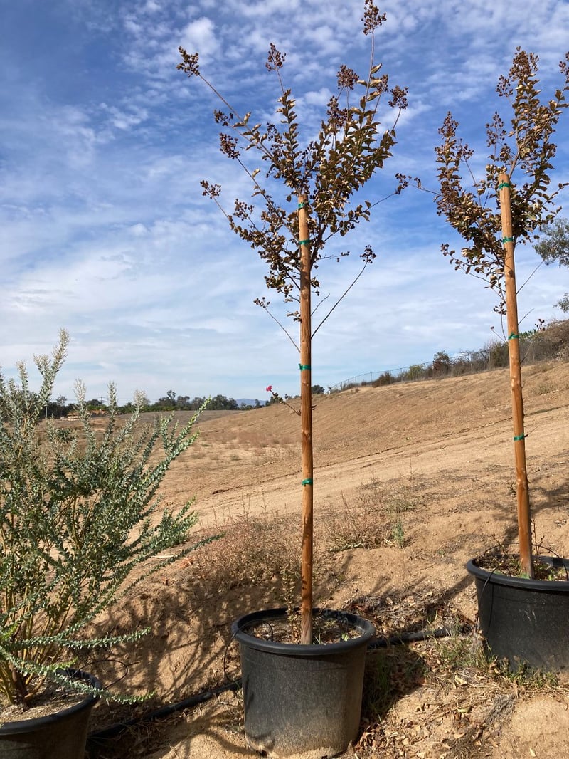 Photo for Lagerstroemia indica 'Watermelon Red' (Watermelon Red Crape Myrtle)