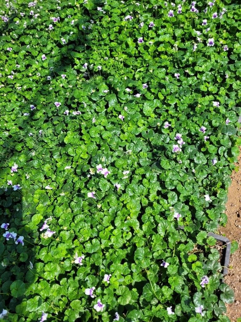 Photo for Viola hederacea (Trailing Violet)
