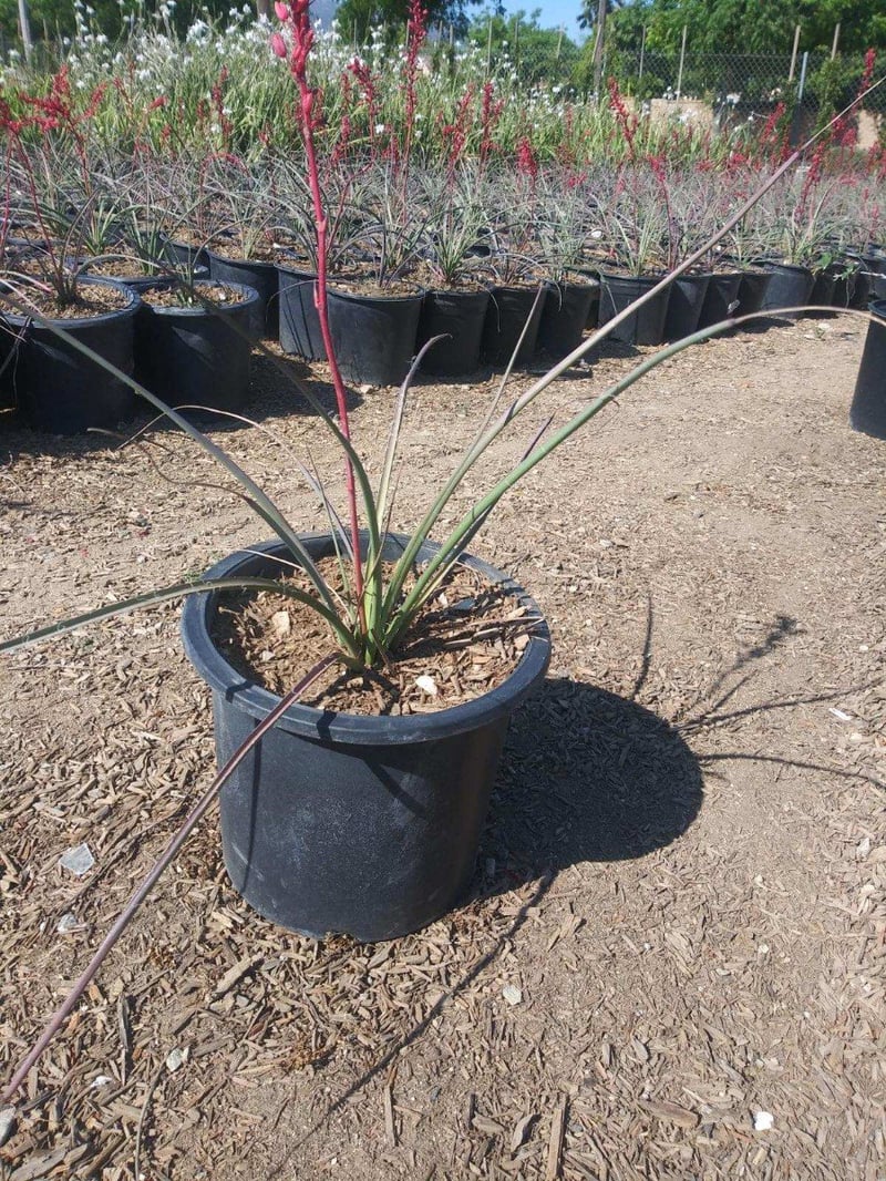 Photo for Hesperaloe parviflora 'Perpa' (Brakelights Red Yucca)