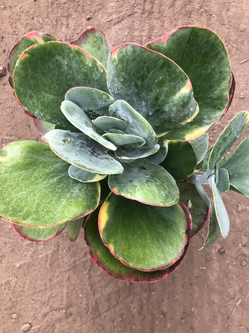 Photo for Kalanchoe 'Fantastic' (Variegated Paddle Plant )