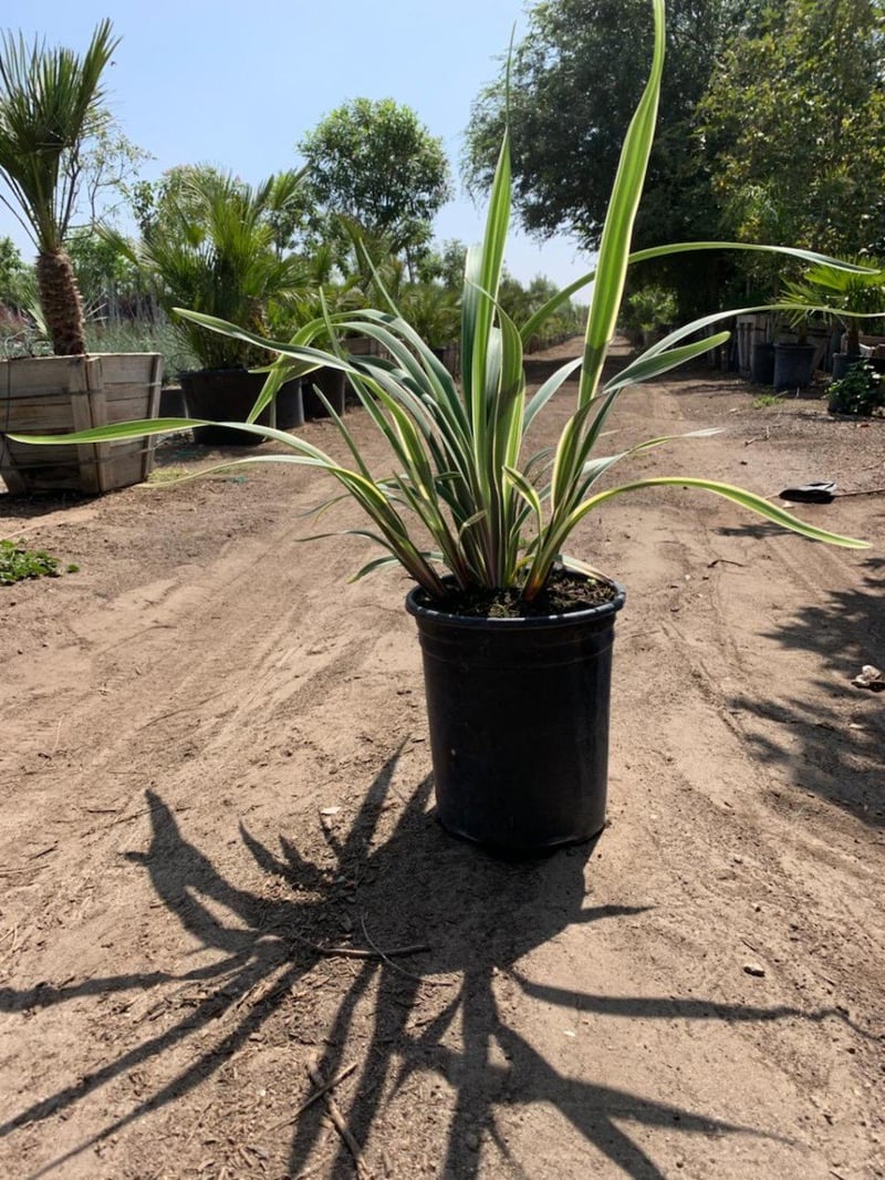 Photo for Dianella revoluta ‘Variegata’ (Variegated Dianella)