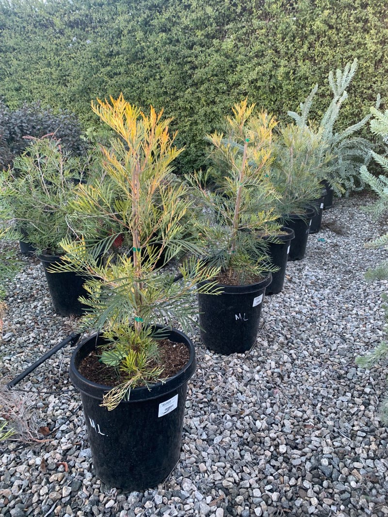 Photo for Grevillea 'Moonlight' (Moonlight Grevillea)