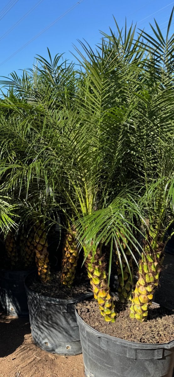 Photo for Phoenix roebelenii (Pygmy Date Palm)