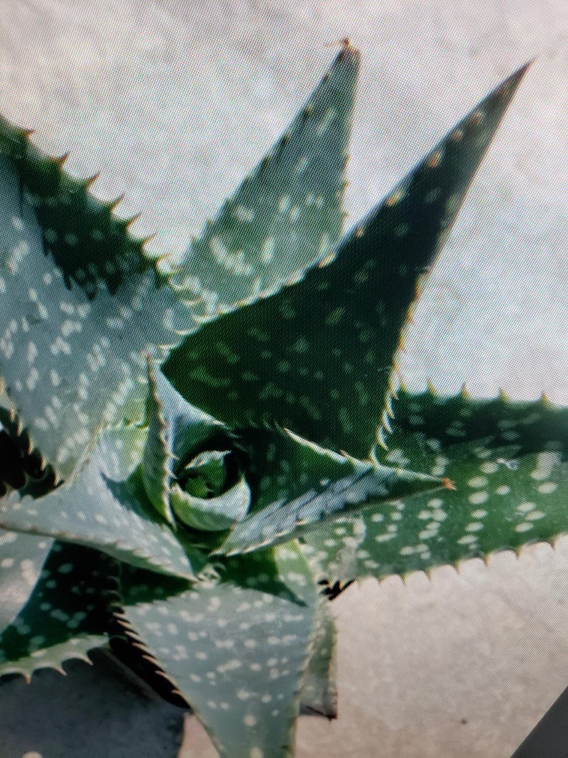 Photo for Aloe maculata (Soap Aloe)