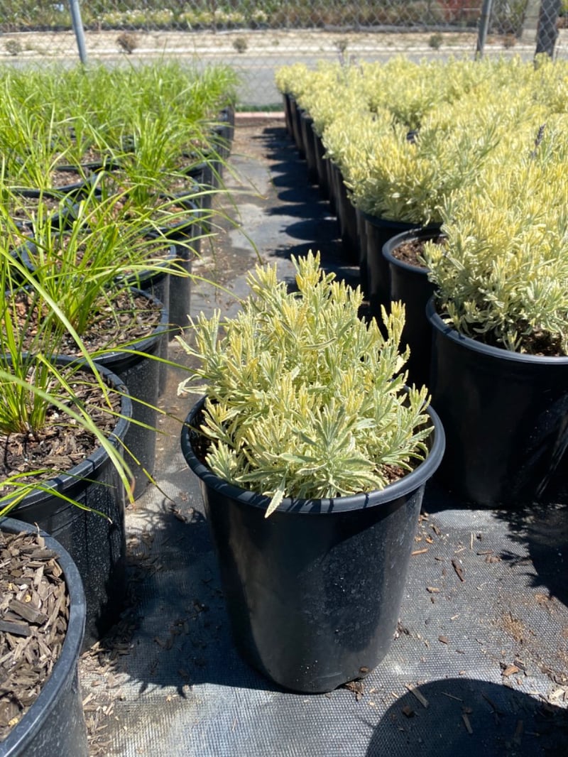 Photo for Lavandula allardii ‘Meerlo’  (Meerlo Lavender)