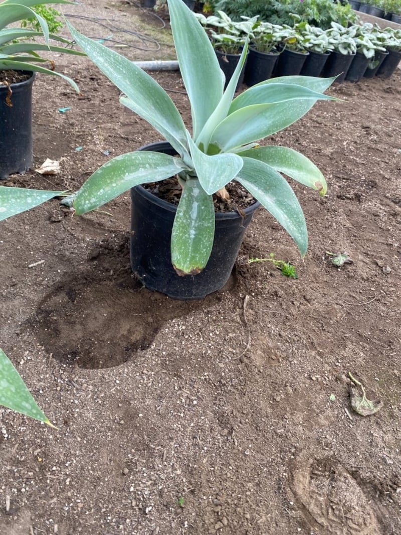 Photo for Agave attenuata 'Nova' (Blue Fox Tail Agave)