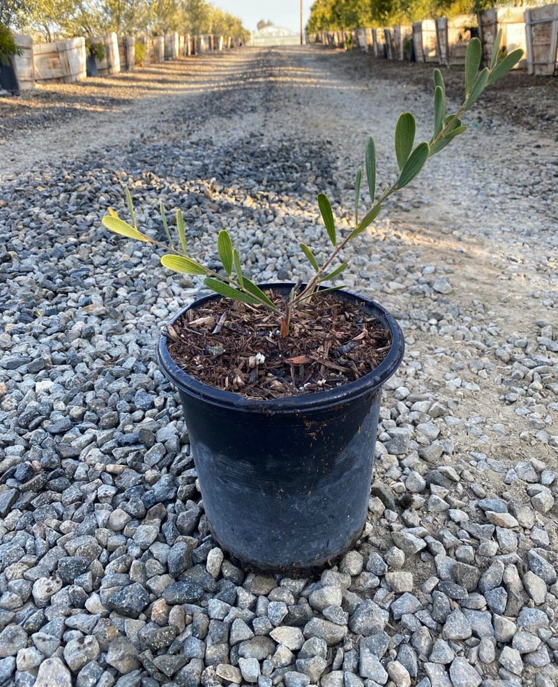 Photo for Acacia redolens (Prostrate Acacia)