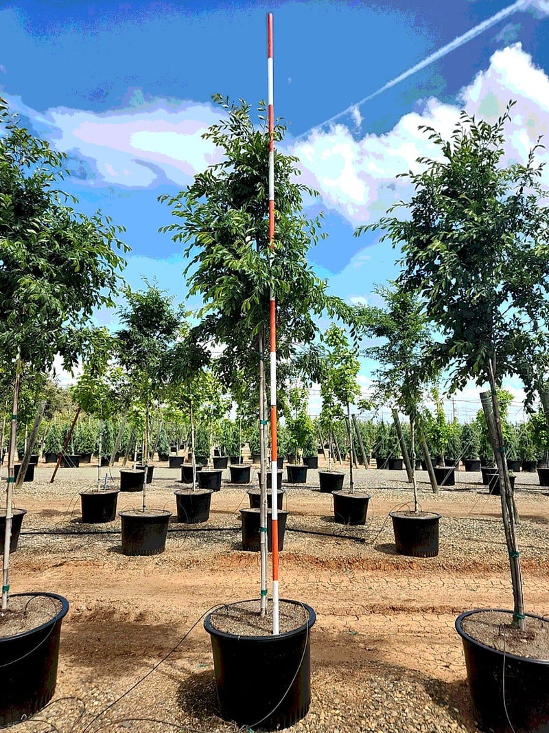 Photo for Ulmus Parvifolia 'True Green' (Standard) (True Green Chinese Elm)