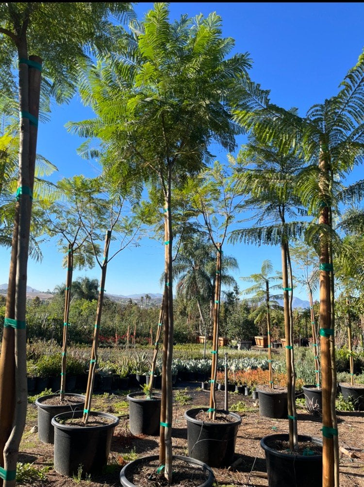 Photo for Jacaranda mimosifolia (Jacaranda)