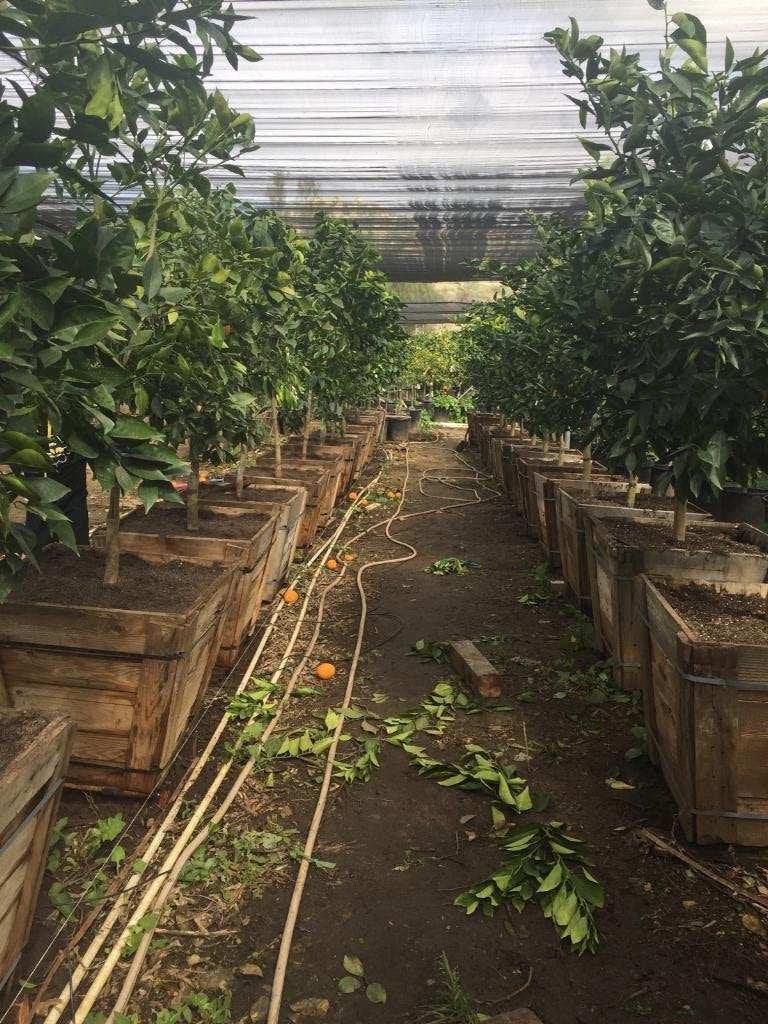 Photo for Citrus sinensis 'Valencia' (Valencia Orange Tree)