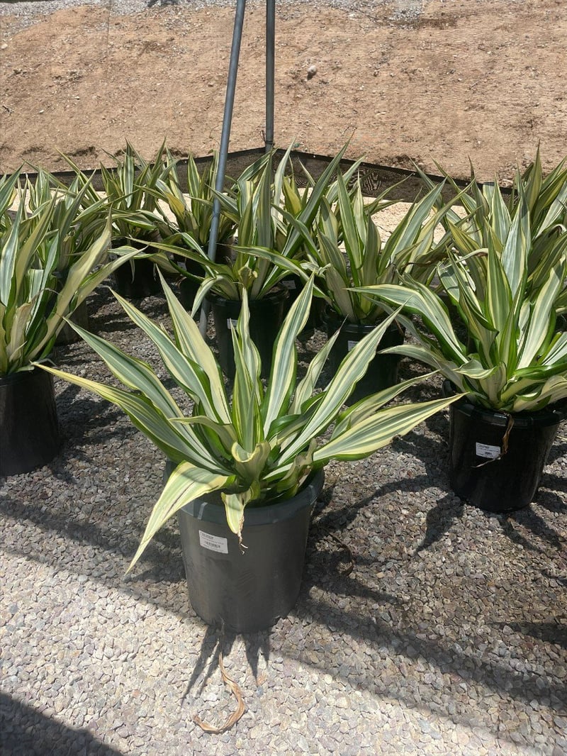 Photo for Furcraea foetida (Mauritius Hemp)