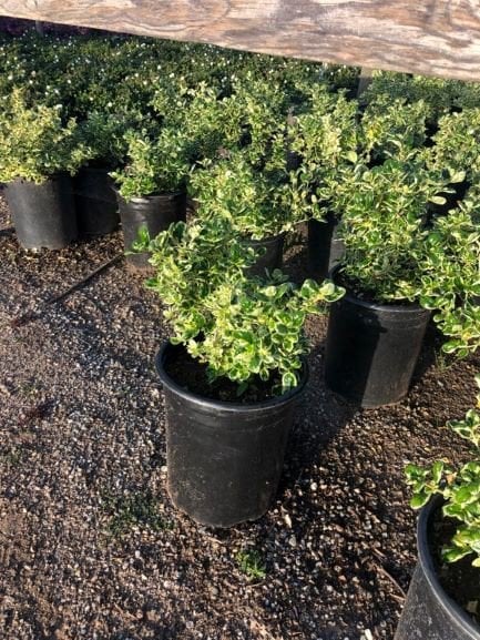 Photo for Coprosma repens 'Marble Queen' (Dwarf Variegated Mirror Plant)