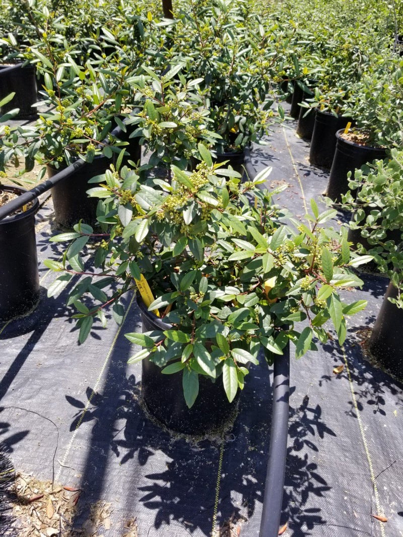 Photo for Rhamnus californica 'Eve Case' (Eve Case Coffeeberry)