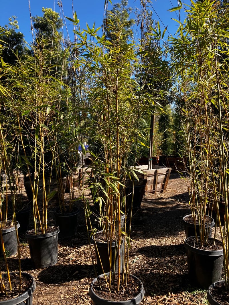 Photo for Bambusa textilis 'Gracilis' (Slender Weaver's Bamboo)