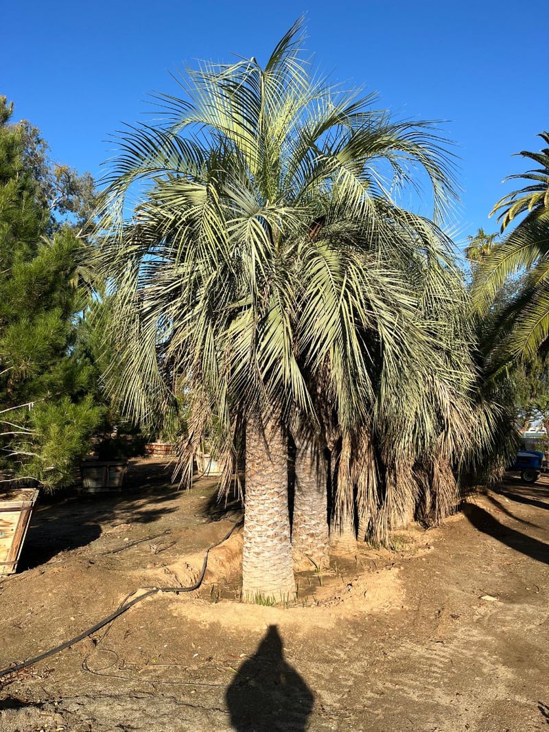 Photo for Butia odorata (Jelly Palm, Pindo Palm)