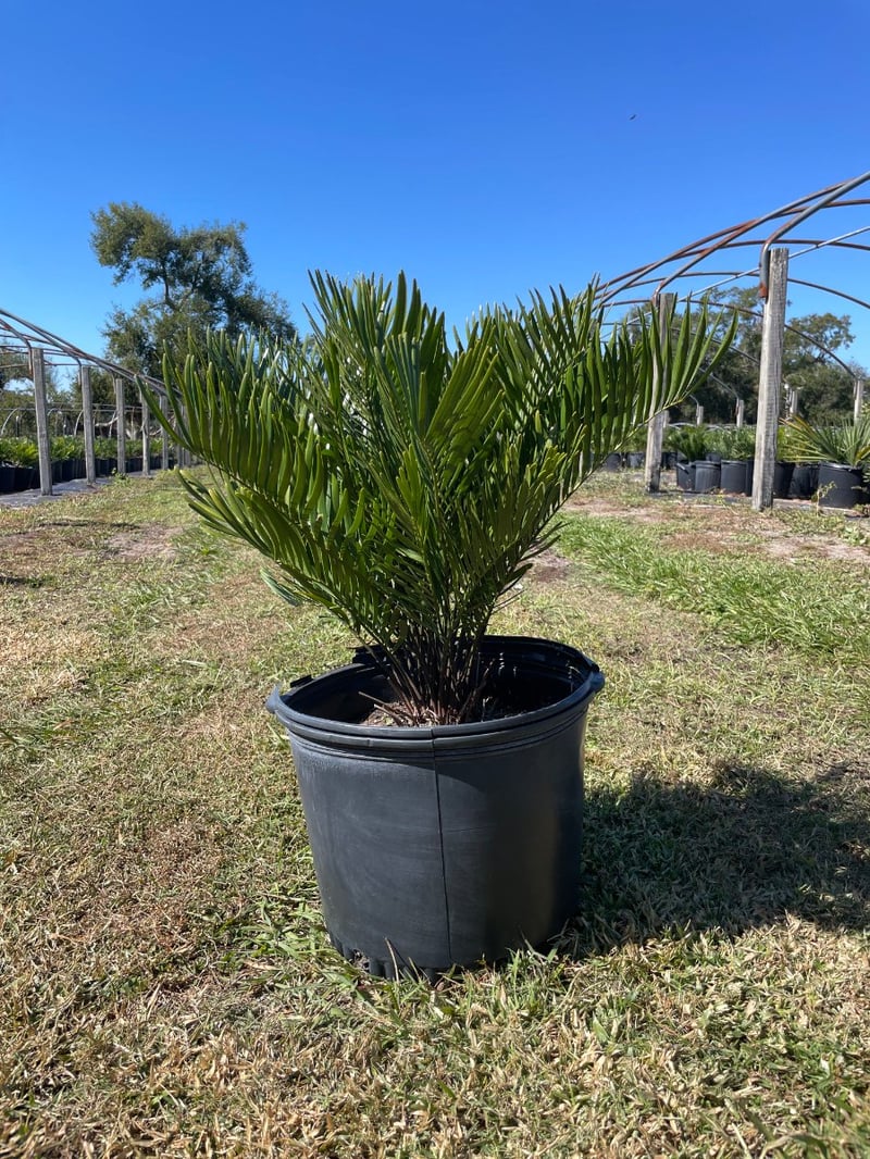 Photo for Zamia pumila (Coontie )