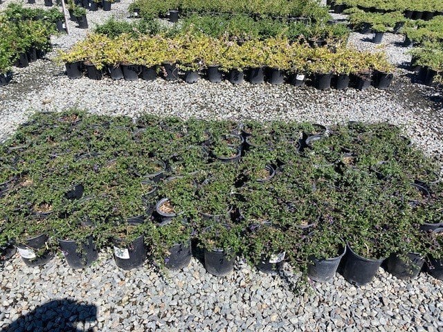 Photo for Ceanothus 'Centennial' (Centennial California Wild Lilac)