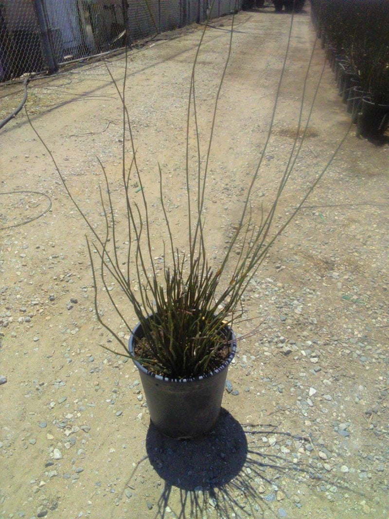 Photo for Chondropetalum elephantinum (Large Cape Rush)