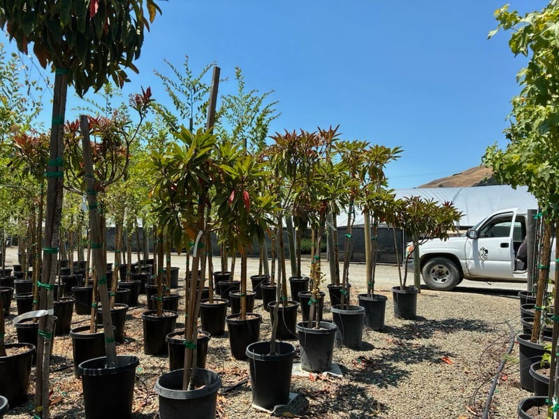 Photo for Eriobotrya deflexa (Bronze Loquat)