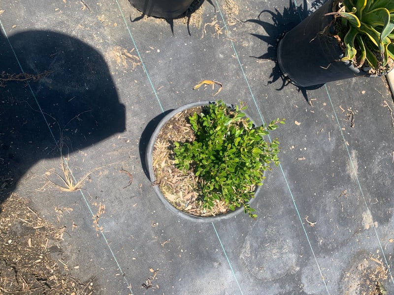 Photo for Ilex vomitoria 'Nana' (Dwarf Yaupon Holly)
