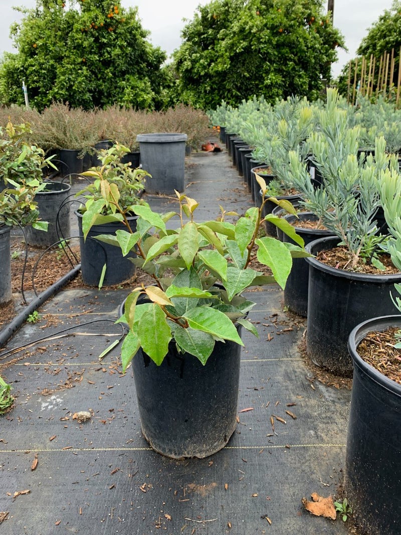 Photo for Elaeagnus pungens 'Fruitlandii' (Fruitland Silverberry)