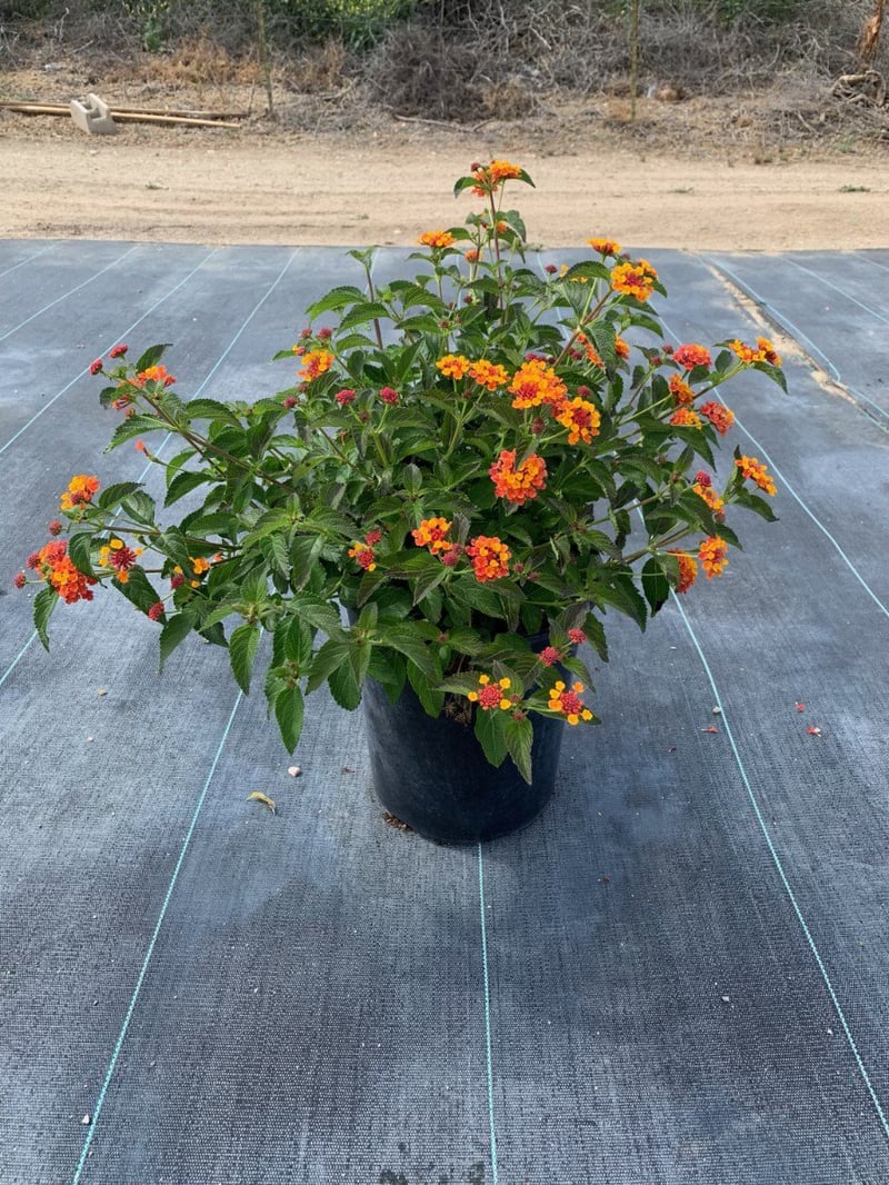 Photo for Lantana 'Monet' (Spreading Sunset Lantana)