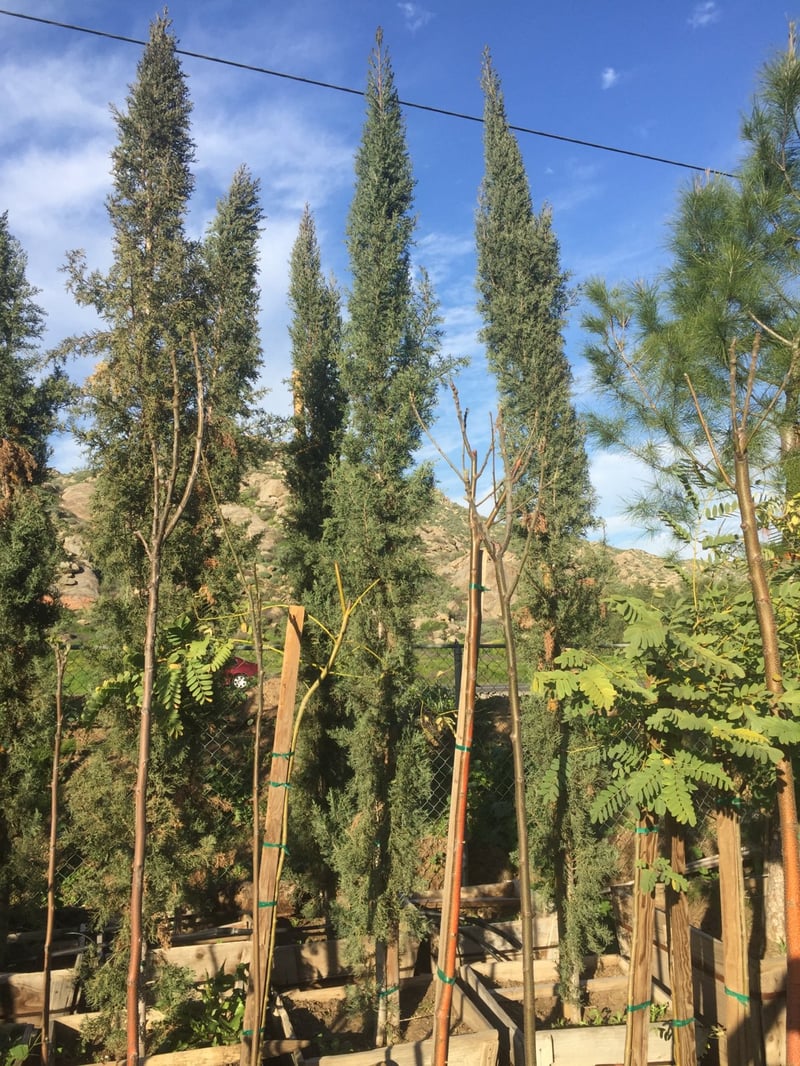 Photo for Cupressus sempervirens (Italian Cypress)