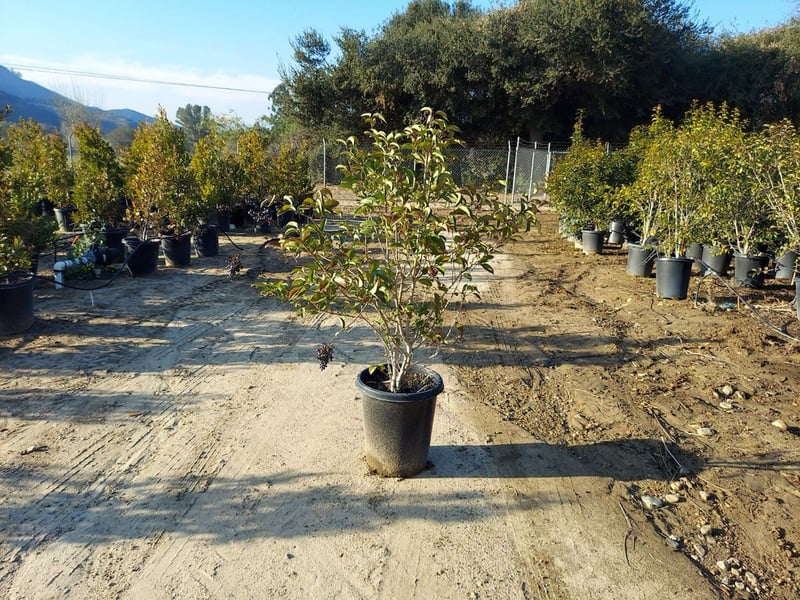 Photo for Ligustrum lucidum (Chinese Privet)