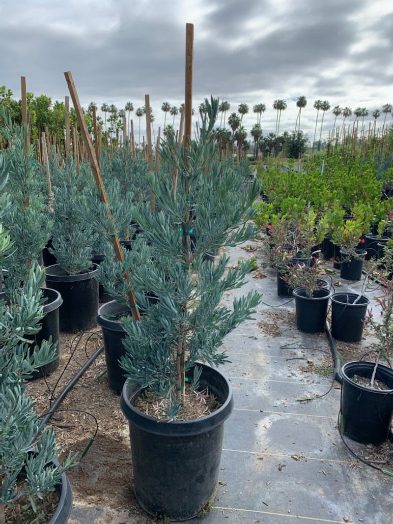 Photo for Podocarpus elongatus ‘Icee Blue' (Icee Blue Fern Pine)