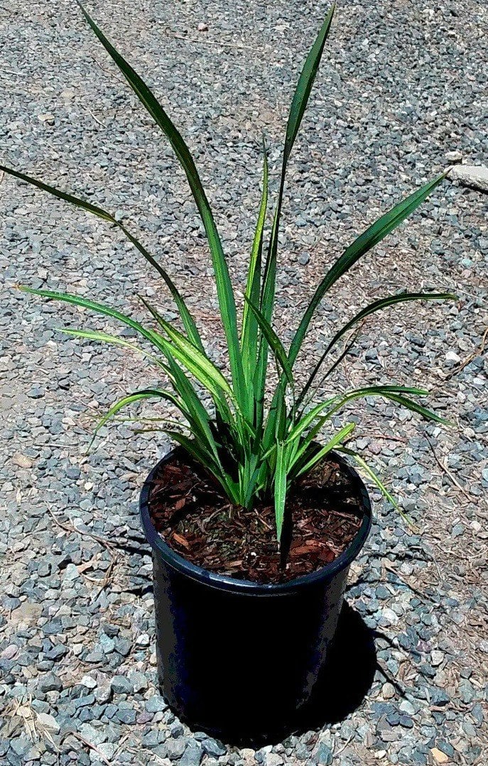 Photo for Phormium x 'Yellow Wave' (Yellow Wave New Zealand Flax)