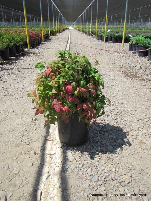 Photo for Nandina domestica 'Nana' (Dwarf Heavenly Bamboo)