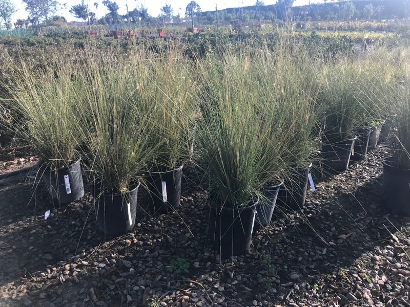 Photo for Muhlenbergia capillaris 'White Cloud' (White Awn Muhly)