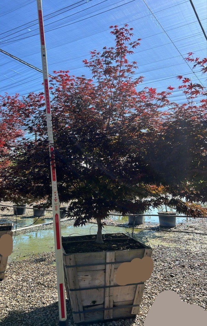 Photo for Acer palmatum 'Bloodgood' (Bloodgood Japanese Maple)