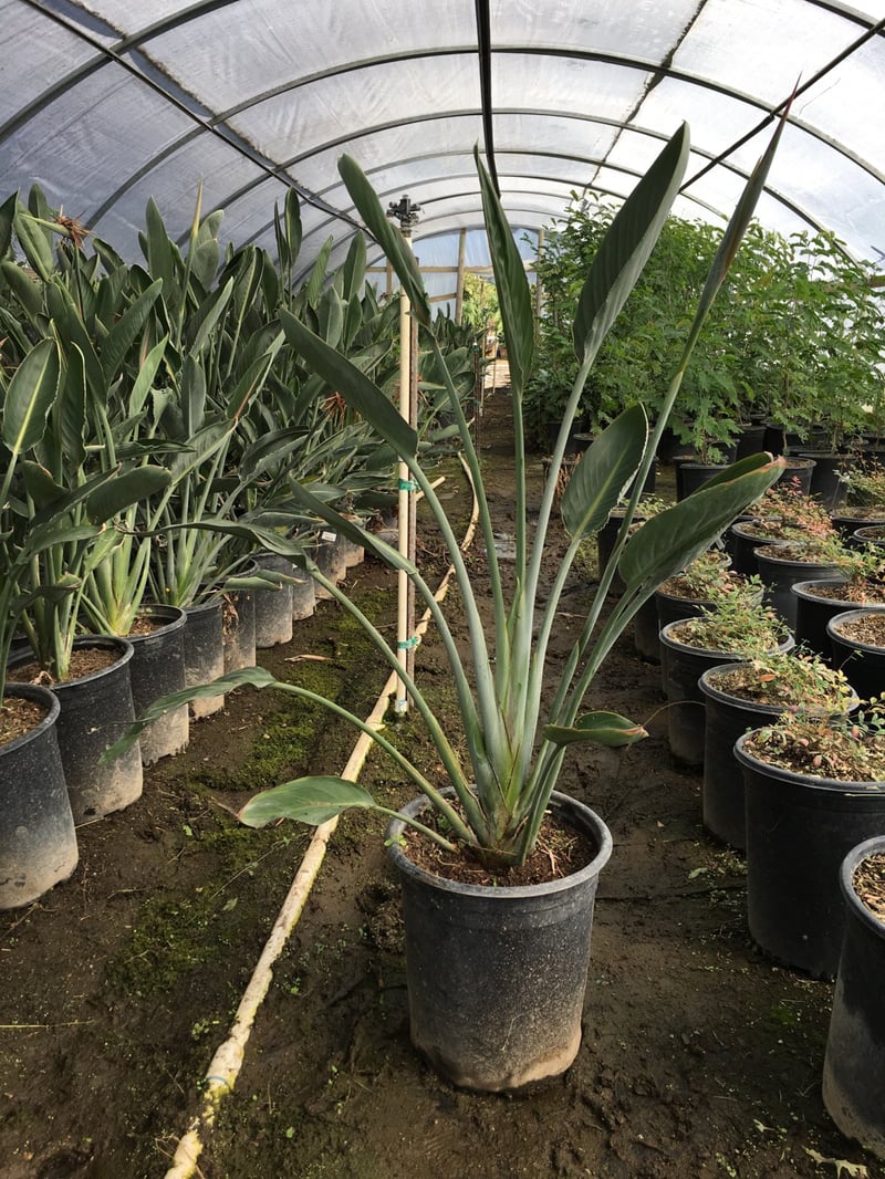 Photo for Strelitzia reginae (Bird of Paradise)