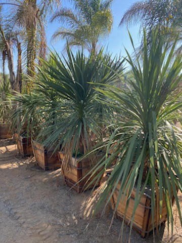Photo for Cordyline australis (Grass Palm, Grass Tree)