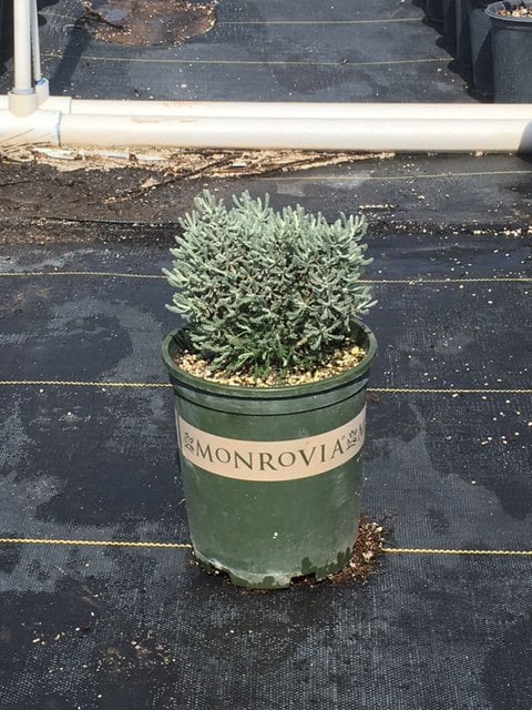 Photo for Santolina chamaecyparissus (S. incana) (Lavender Cotton)