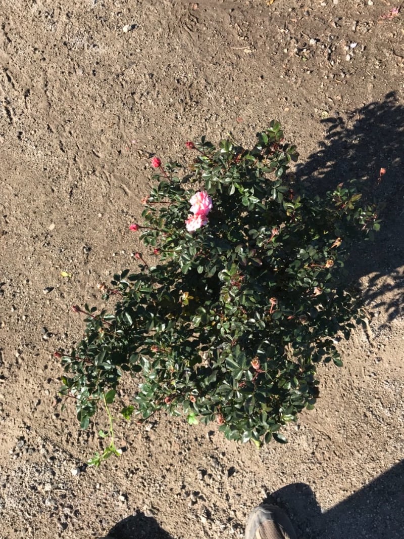 Photo for Rosa 'Meimirrote' (Apricot Drift Groundcover Rose)