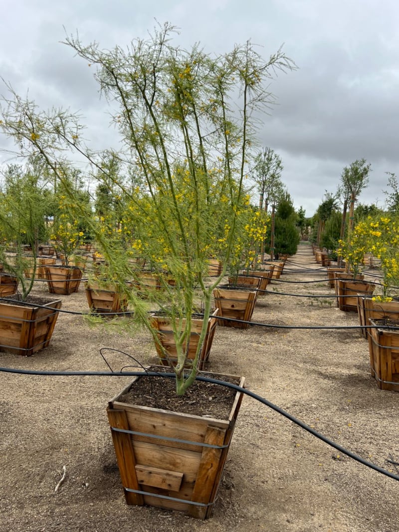 Photo for Cercidium 'Desert Museum' (Low Branch) (Desert Museum Palo Verde)