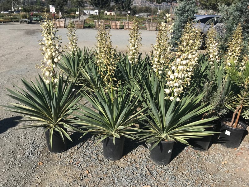 Photo for Yucca gloriosa 'Variegata' (Variegated Spanish Dagger)