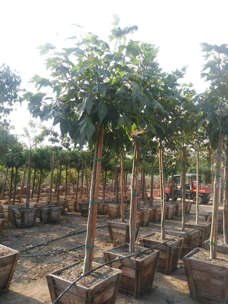Photo for Platanus racemosa (Standard) (California Sycamore)