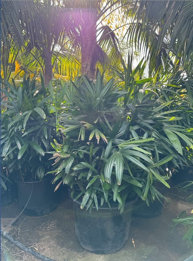 Photo for Rhapis excelsa (Lady Palm)
