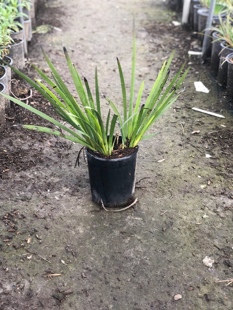 Photo for Anigozanthos 'Red' (Red Kangaroo Paw)