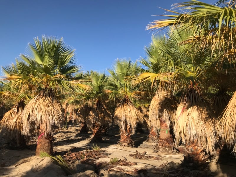 Photo for Washingtonia filifera (California Fan Palm)