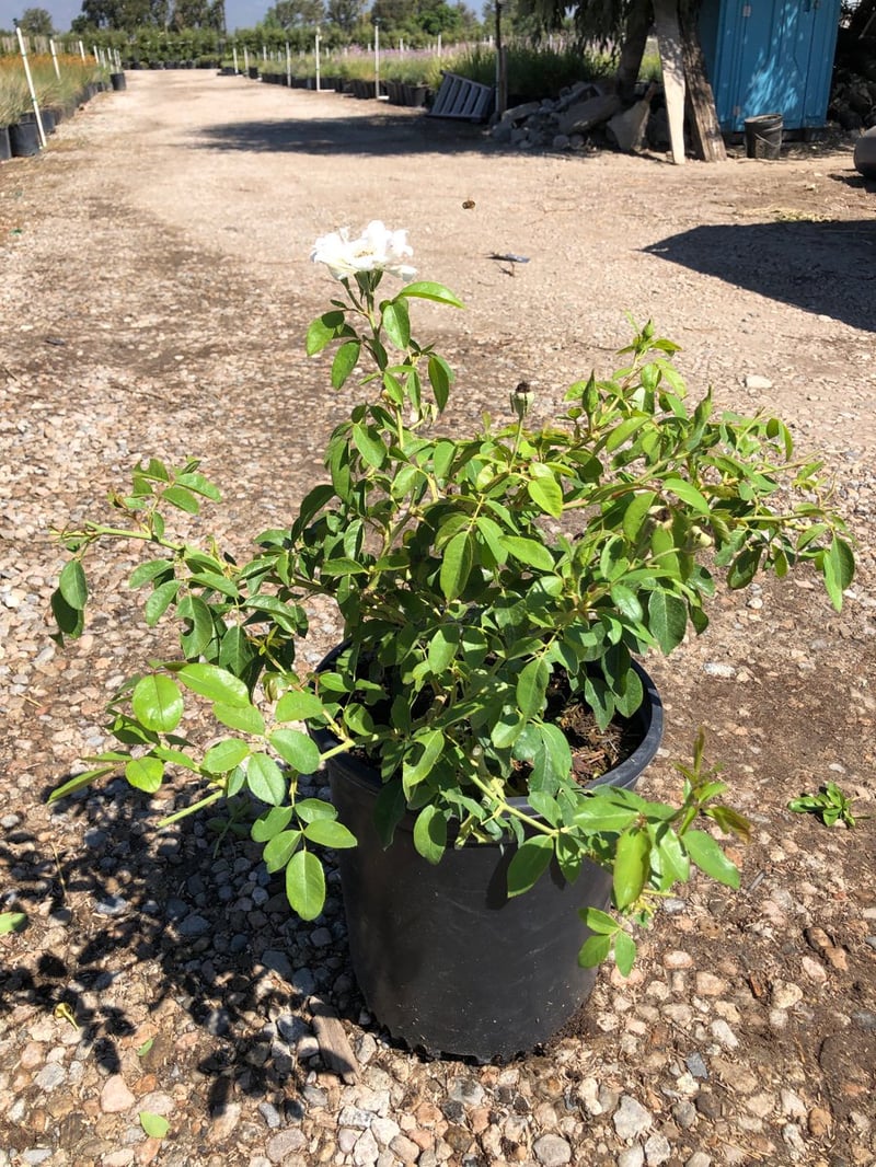 Photo for Rosa floribunda 'Iceberg' (Iceberg Rose )